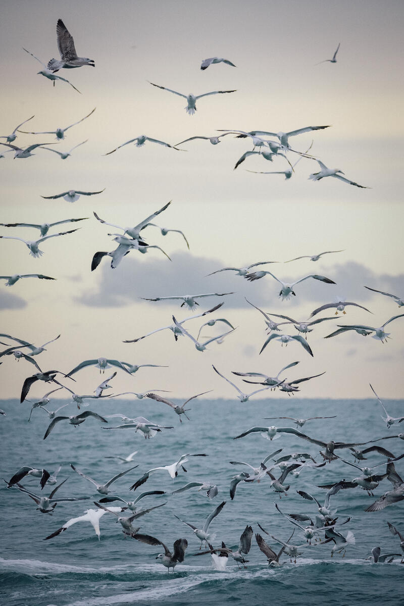Día Mundial de las Aves Migratorias: cómo crear ciudades más amigables para ayudar a protegerlas 