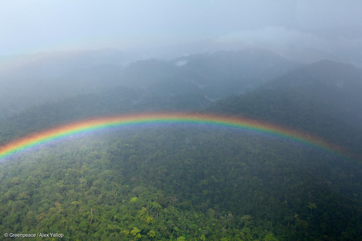 Día Internacional de la Diversidad Biológica: actuar por la Amazonía nunca fue tan urgente