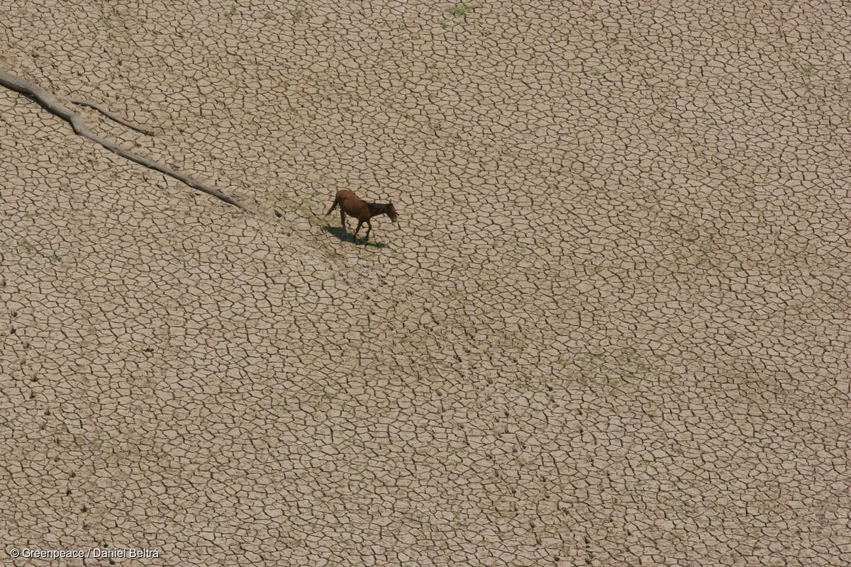 Es tiempo de restaurar la tierra: la regeneración como solución a la desertificación y la sequía 