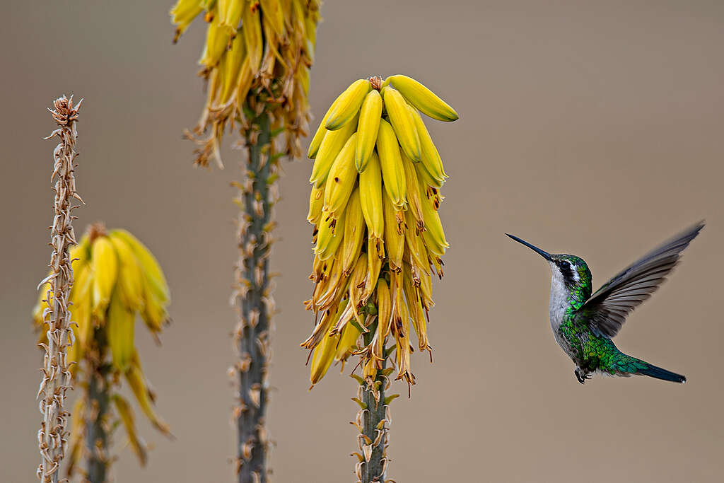 (Habita Amazonas Colombia) Biodiversidad Colibrí Esmeralda coliazul © Marten Van Dijl Greenpeace