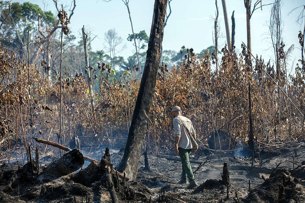 El influencer Leo Moran en la Amazonía: territorio indígena, zona quemada y vista aérea. © Marizilda Cruppe / Greenpeace El influencer Leo Moran en la Amazonía: territorio indígena, zona quemada y vista aérea. © Marizilda Cruppe / Greenpeace