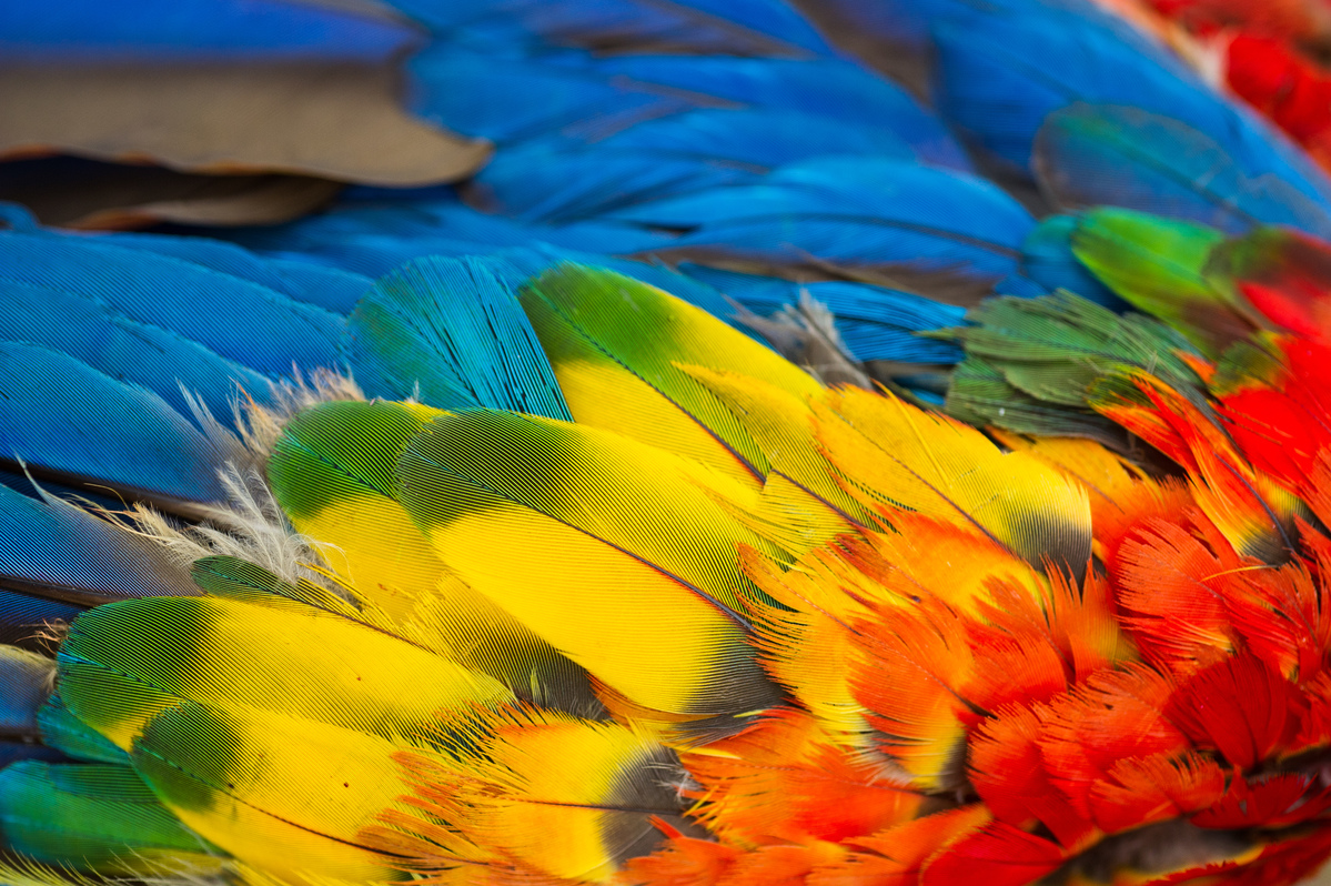 Red and Green Macaw Feathers in the Amazon Rainforest. © Valdemir Cunha / Greenpeace
