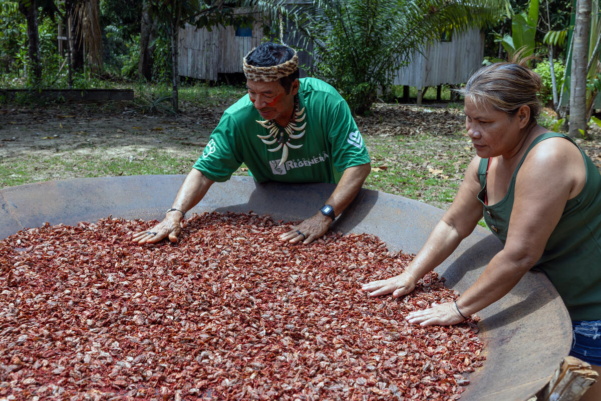 Urucum Seeds in the Amazon. © Marizilda Cruppe / Greenpeace Urucum Seeds in the Amazon. © Marizilda Cruppe / Greenpeace