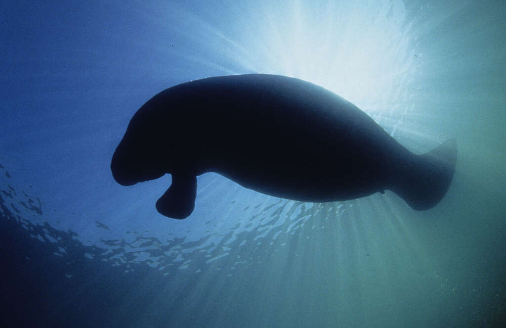 . A manatee swims in front of the sun underwater in Florida.
