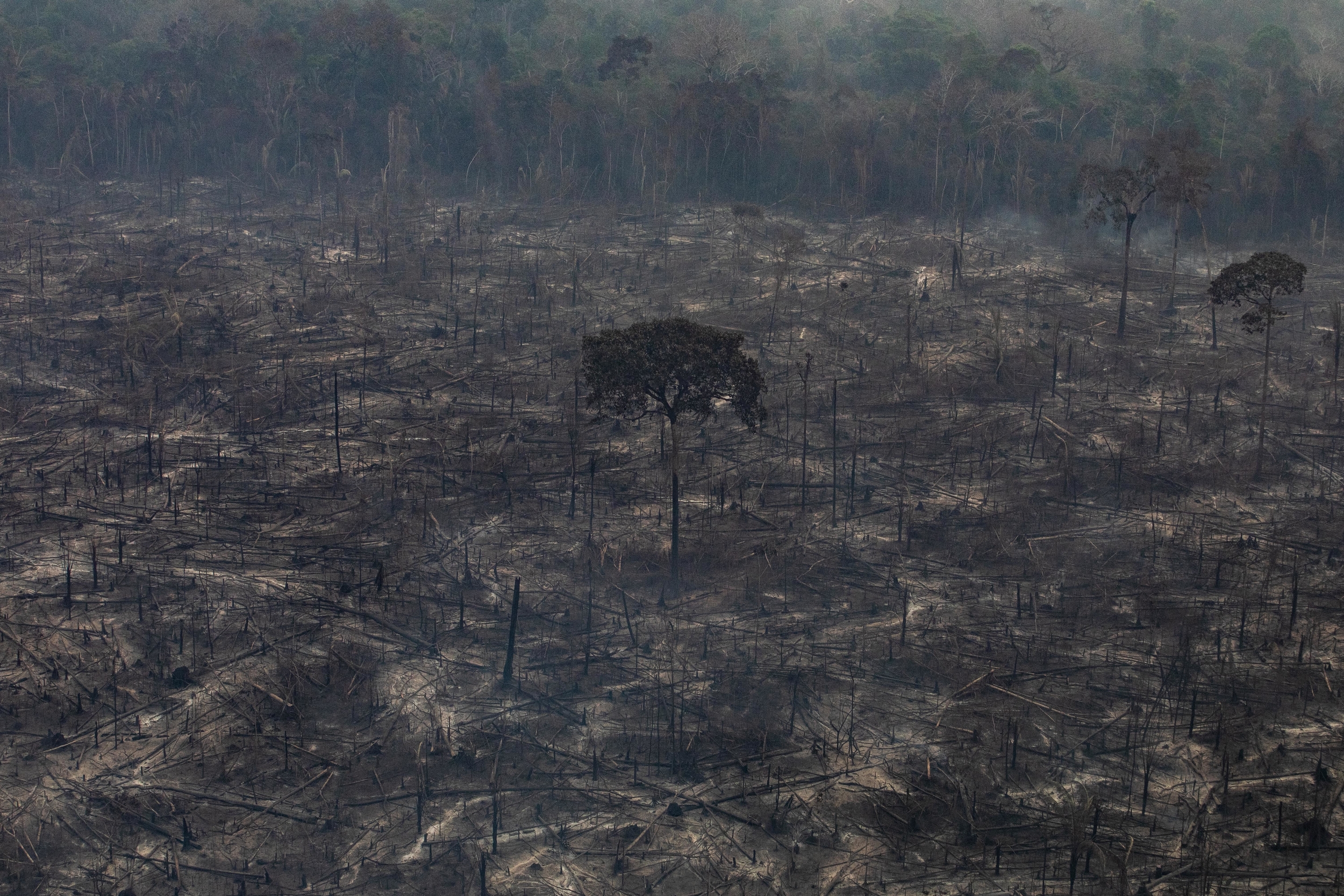 &Aacute;rboles que caen, futuro que se pierde: la amenaza de la ganader&iacute;a extensiva sobre la Amazon&iacute;a