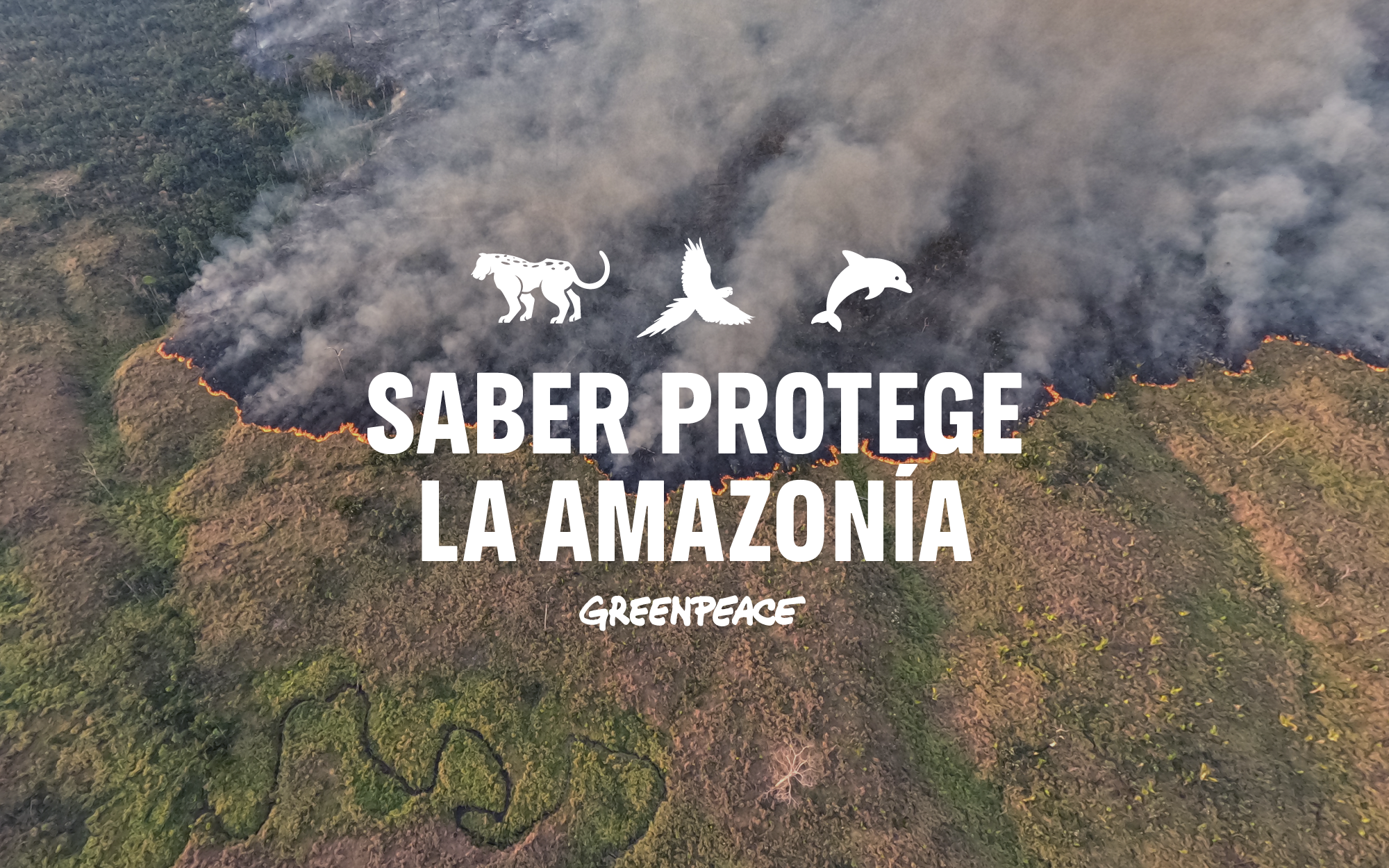 Deforestación en la Amazonía: exige ganadería transparente para proteger especies únicas