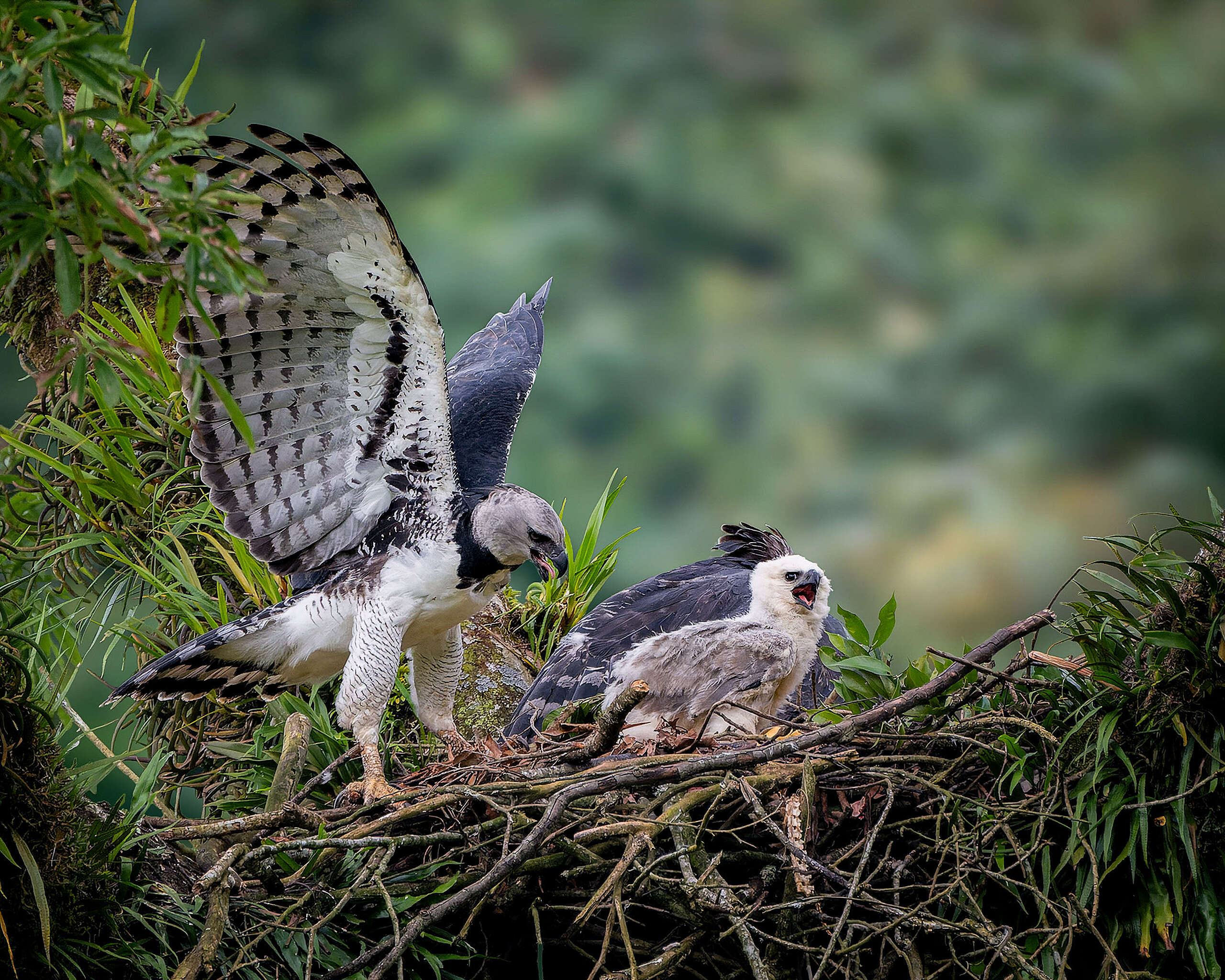 La biodiversidad colombiana está en riesgo: cómo sumarte para defenderla