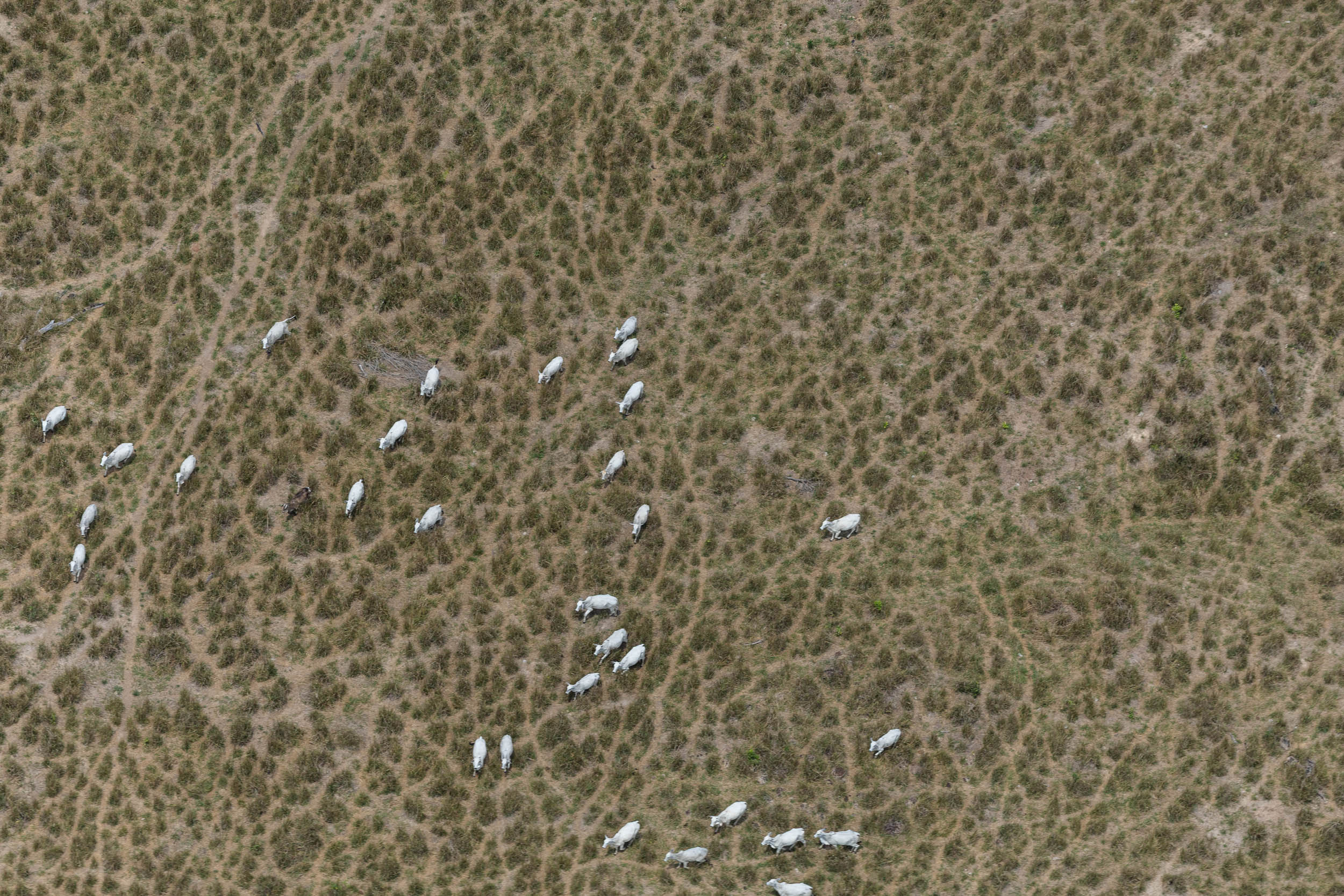 Greenpeace celebra la aprobación de la ley que permitirá identificar si la carne que consumimos está vinculada a deforestación