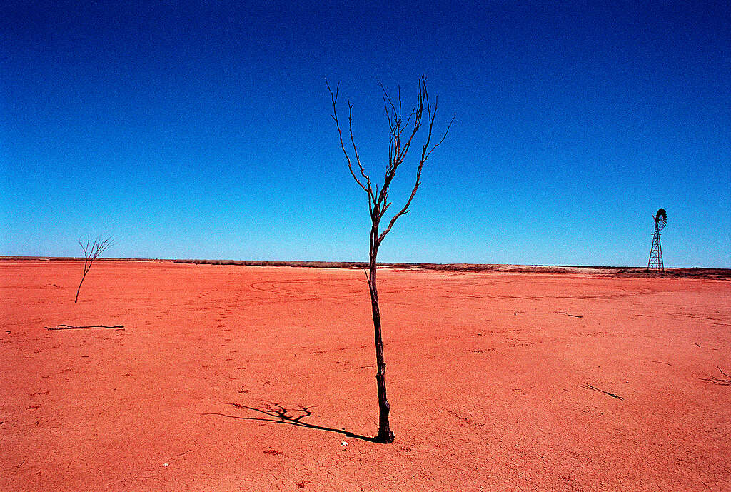 Árboles y tierras azotadas por la sequía – Documentación sobre sequías en Australia.