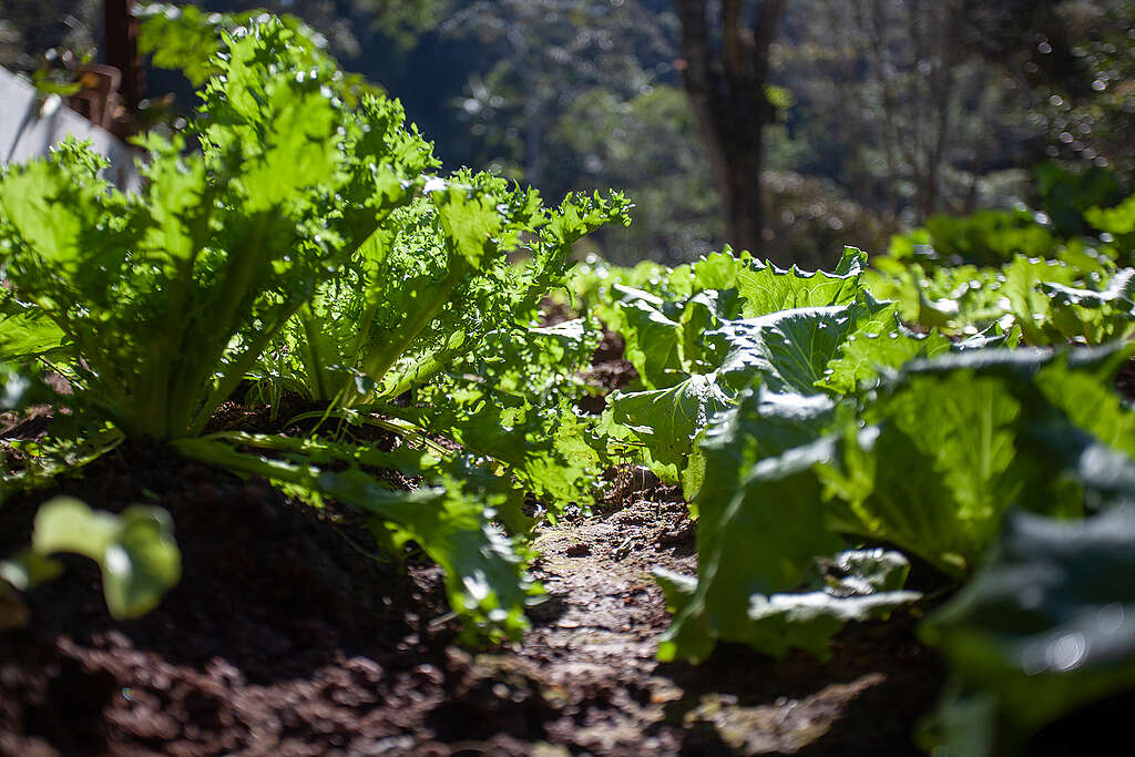 Cultivo agroecológico en un sitio de Juquitiba, región metropolitana de São Paulo.