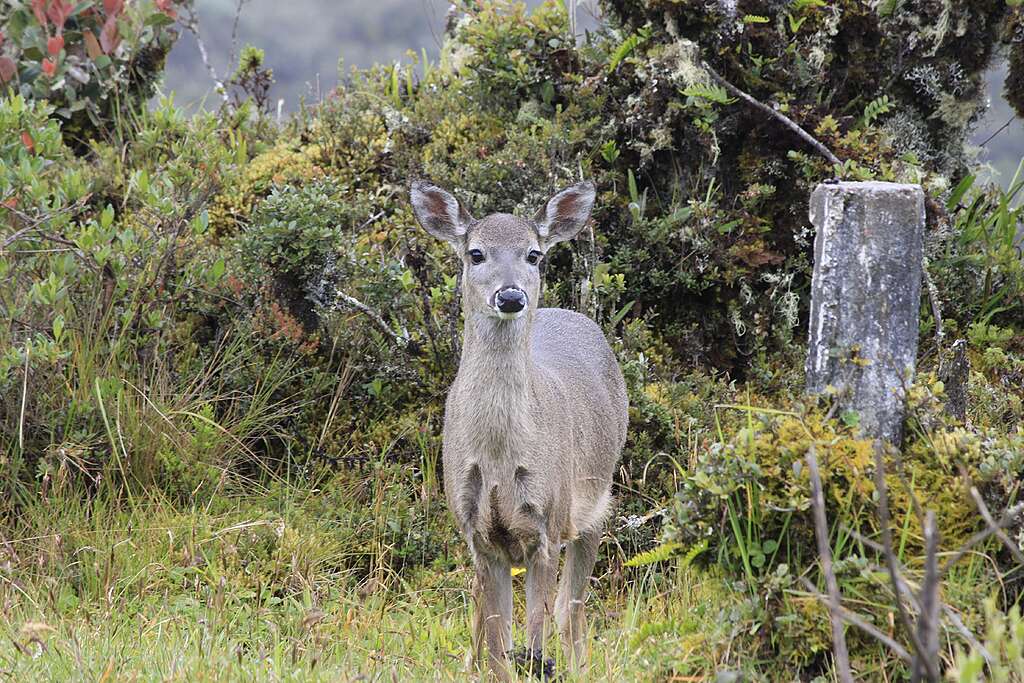 martayerbe-deer-in-the-paramo-of-chingaza-2420881