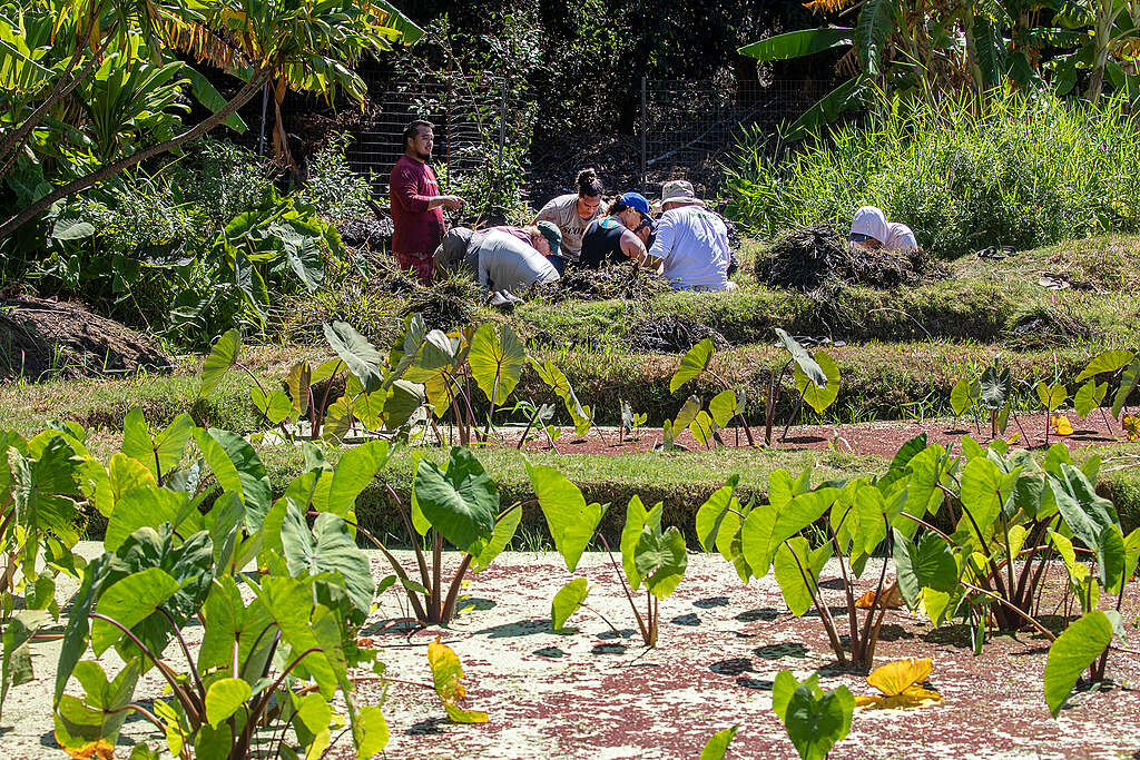 Los voluntarios trabajan en la limpieza de un estanque de cultivo de taro en el lugar.