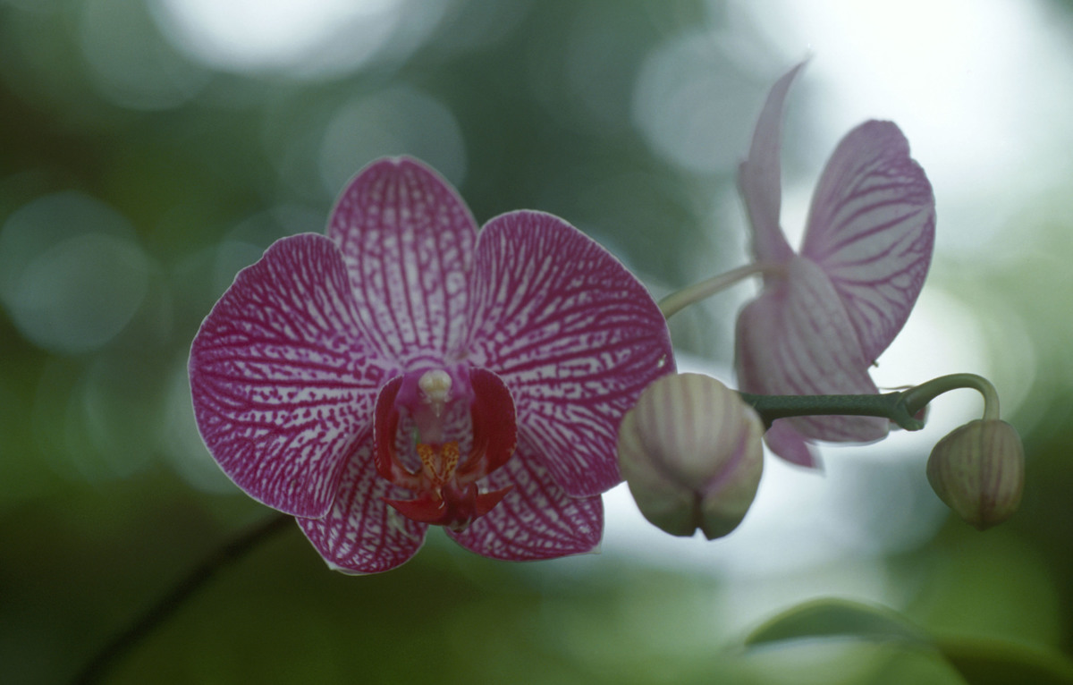 Orchid, Borneo, Malaysia. Orchid with pink petals.
