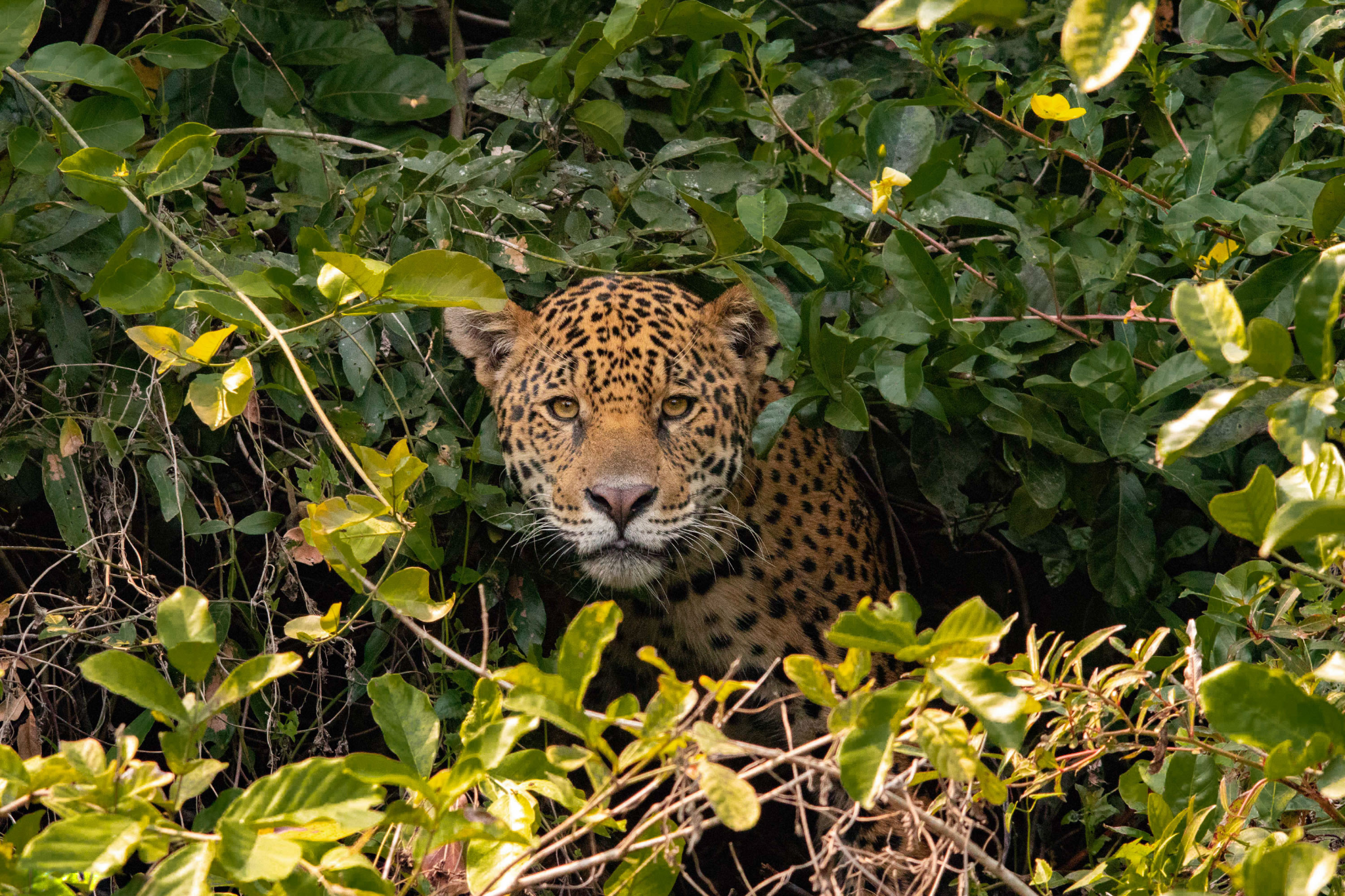 Tres especies que la deforestación está dejando sin hogar en la Amazonía colombiana