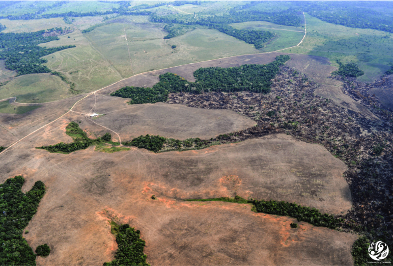 En el mes de la Amazonía, Greenpeace advierte: proteger los bosques exige actuar sobre la deforestación y cerrar los vacíos de trazabilidad