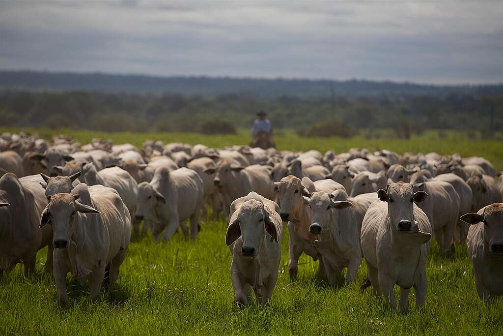 Cattle Ranching at Livestock Farm in Brazil