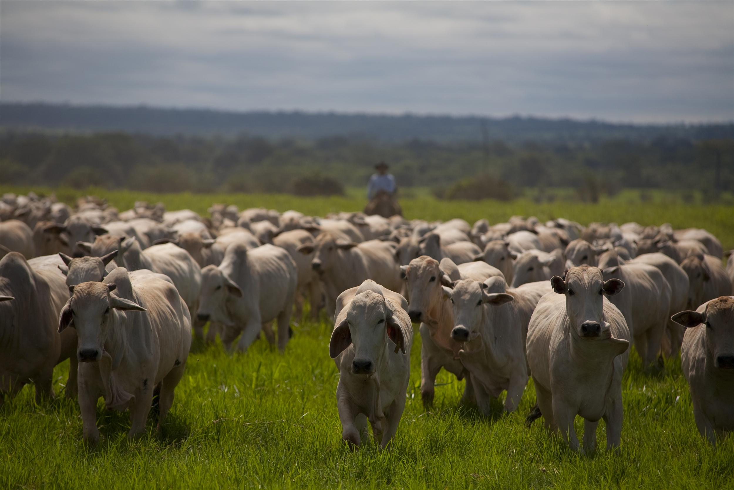 Día de la Amazonía: por qué Colombia necesita un sello de carne libre de deforestación