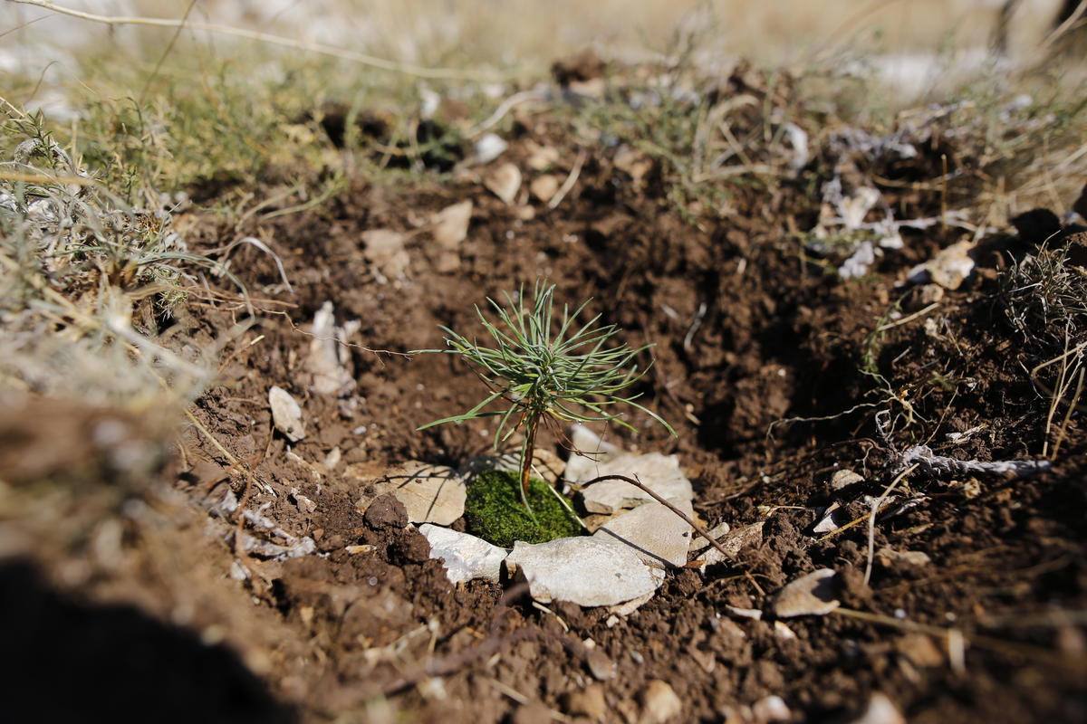 Reforestation Activity in Croatia. © Nevio  Smajic / Greenpeace