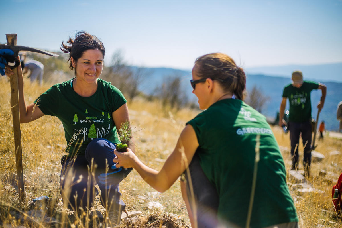 Reforestation Activity in Croatia. © Nevio  Smajic / Greenpeace