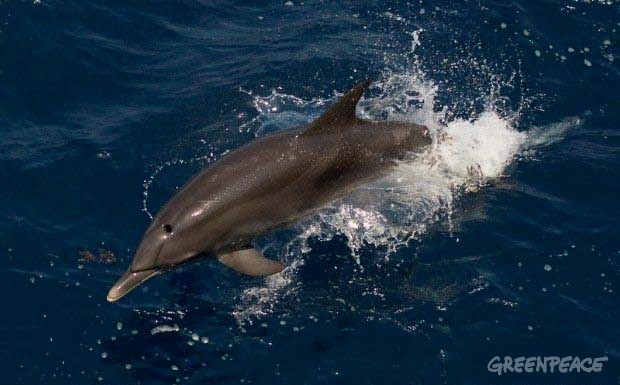 A bottle nose dolphin swims off the starboard side of the Greenpeace ship, MY Arctic Sunrise, in the waters in the Gulf of Mexico, Sept. 13, 2010. Greenpeace, partnered with teams of independent scientists, has been investigating the environmental effects of the oil spill and toxic dispersants used to break up the four million barrels of crude oil spilled in the worst environmental disaster in United States history. Photo by Mannie Garcia/Greenpeace