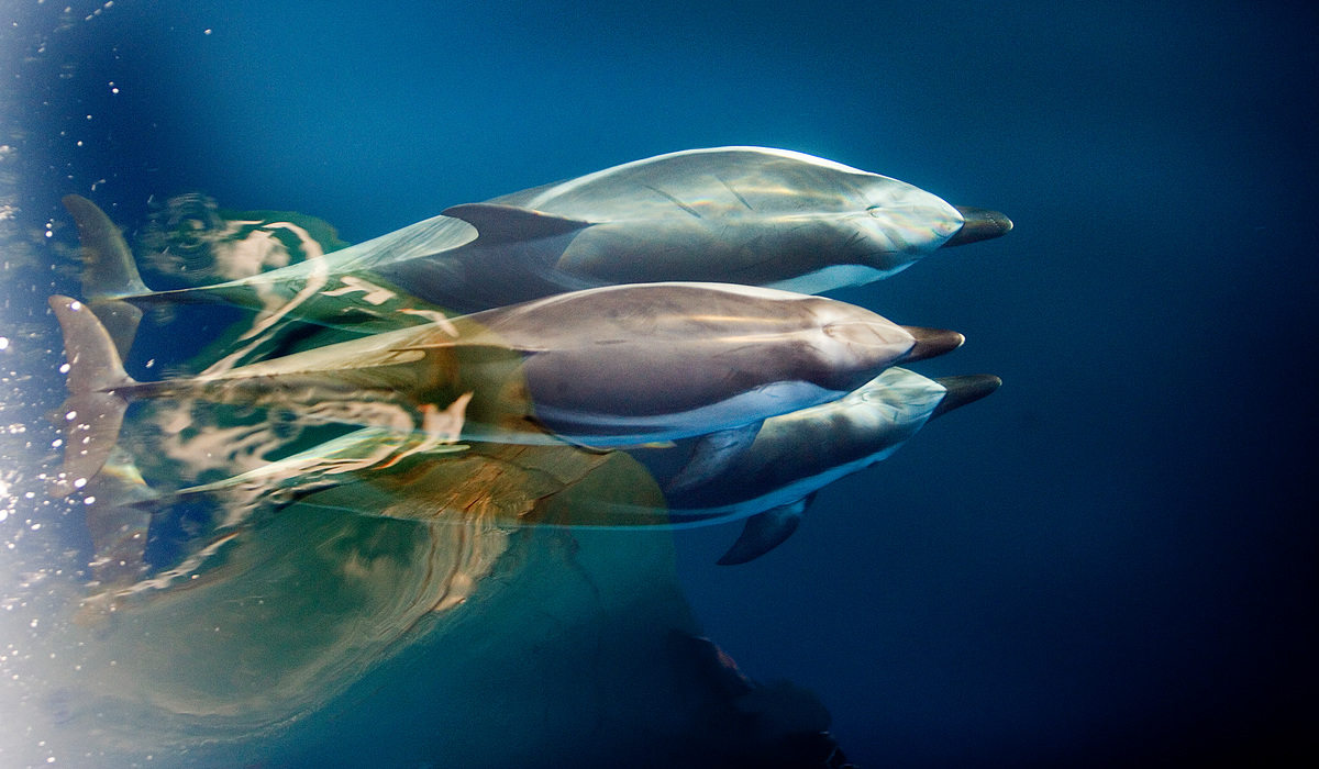 Dupini plivaju u blizini obale sjeverne Korzike.