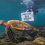 Banner reading "Protect Our Oceans" is displayed near a turtle during Greenpeace Rainbow Warrior's documentation trip off Exmouth, Western Australia.