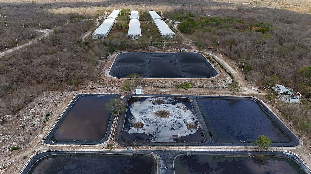 Mega Pig Farms in the Mayan Jungle
Granja porcícola de Sitilpech, Yucatán
