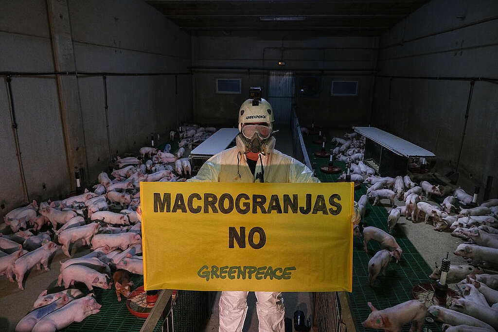 Documentation and Action at Macro Pig Farm in Spain
Acción entrando en una macrogranja industrial de Castillejar, Granada