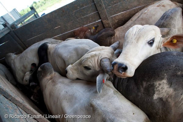 Jacutinga farm, Figueiropolis d? Oeste, Mato Grosso, Brazil. Cattle loading to Marfrig slaughterhouse at Tangara da Serra.