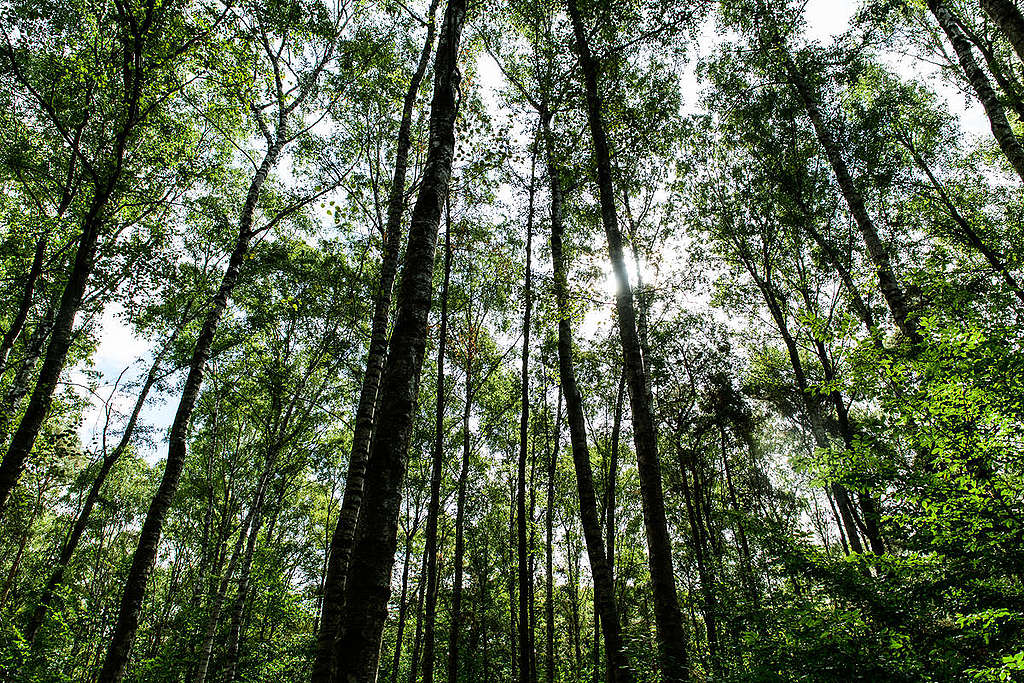 Hambach Forest in Germany. © Bernd Arnold Hambach Forest in Germany. © Bernd Arnold