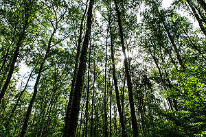 Hambach Forest in Germany. © Bernd Arnold