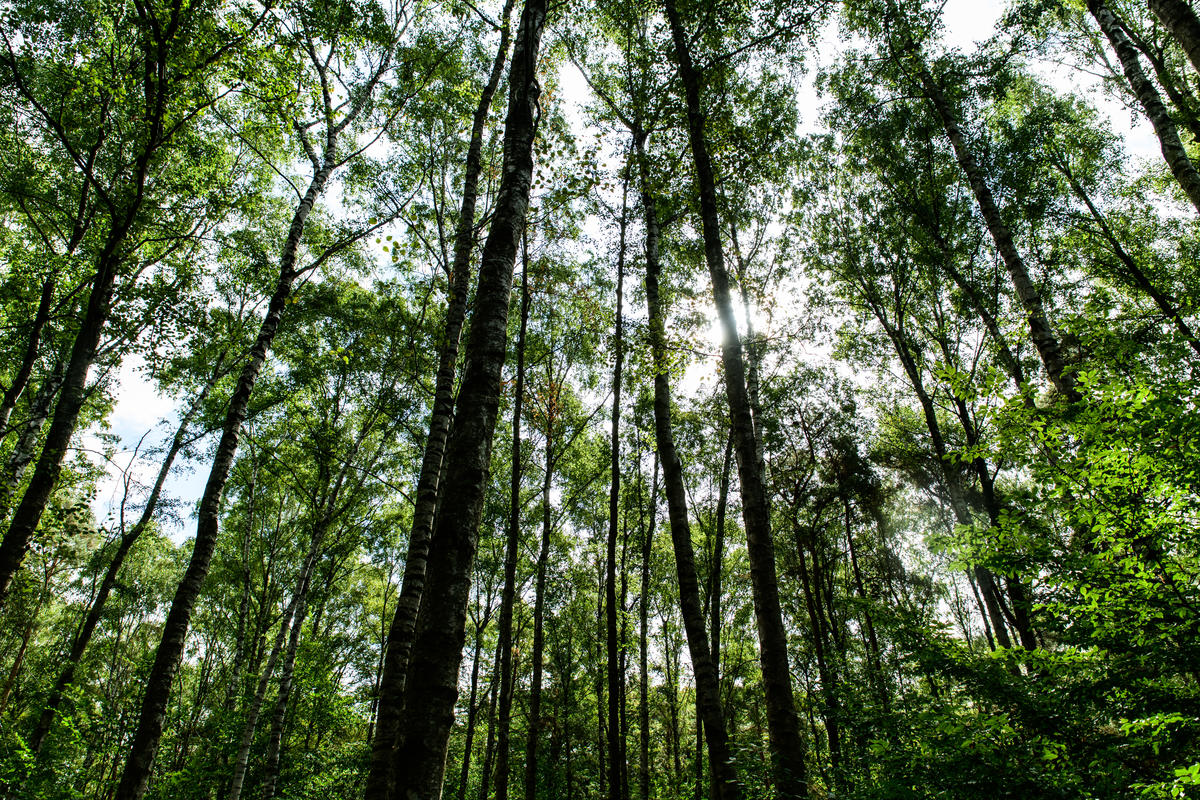 Hambach Forest in Germany. © Bernd Arnold