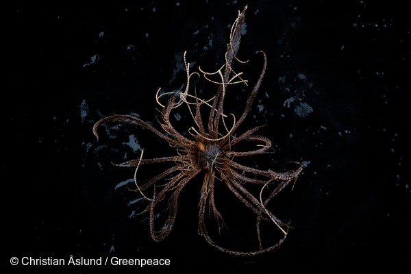 A sample of the Antarctic feather star, Promachocrinus kerguelensis, from ~300 m, Kinnes Cove, Antarctic Sound found at approximately 300 meters depth at Kinnes Cove in the Antarctic Sound. Greenpeace is conducting submarine-based scientific research to strengthen the proposal to create the largest protected area on the planet, an Antarctic Ocean Sanctuary.