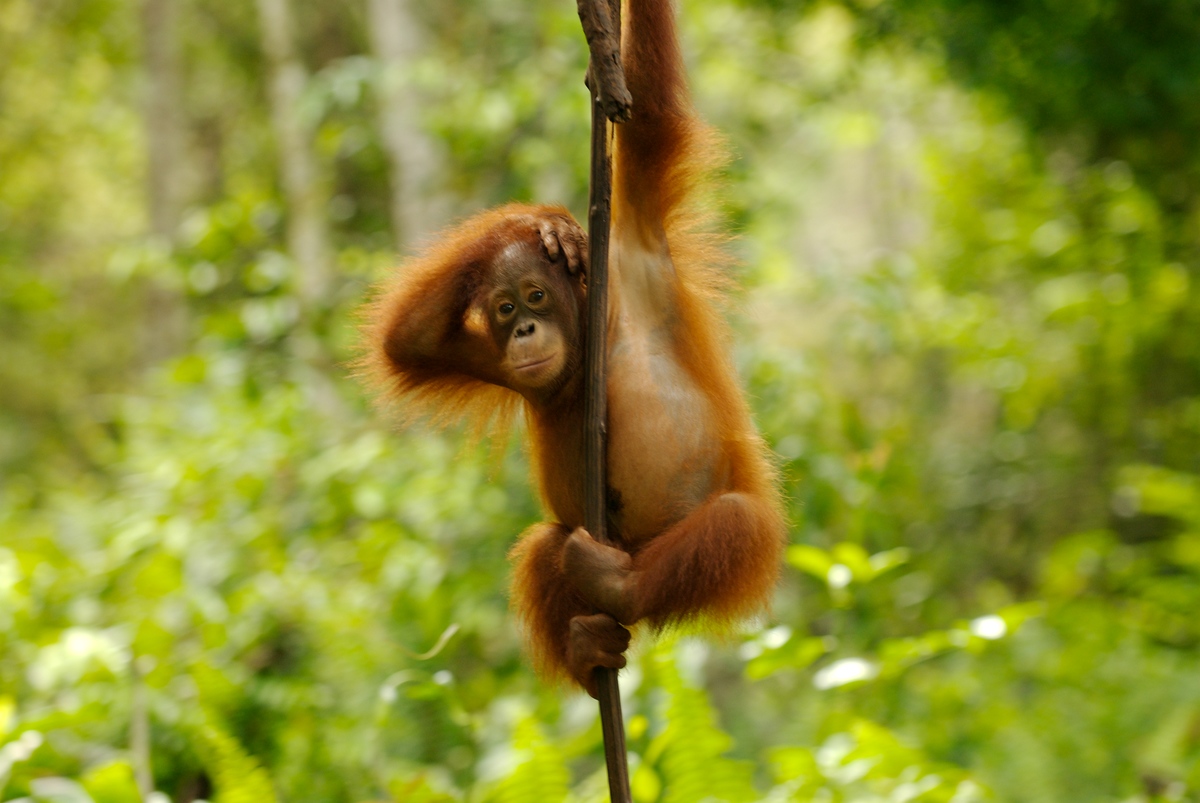 Nyaru Menteng Orang Utan Project in Kalimantan. © Markus Mauthe