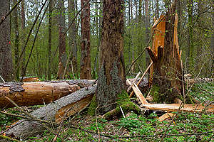 Białowieża Forest in Poland. © Adam Wajrak
