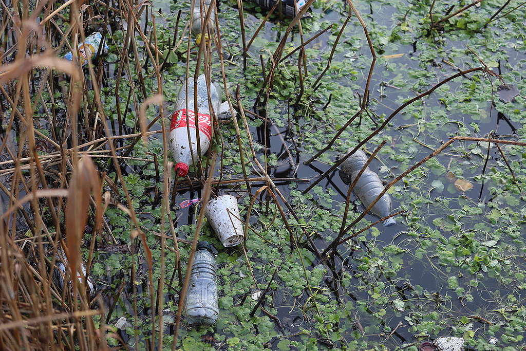 Plastic and Wildlife on the River Lea, UK. © Isabelle Povey / Greenpeace Plastic and Wildlife on the River Lea, UK. © Isabelle Povey / Greenpeace