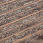 Cattle Farm in the Amazon. © Greenpeace / Daniel Beltrá