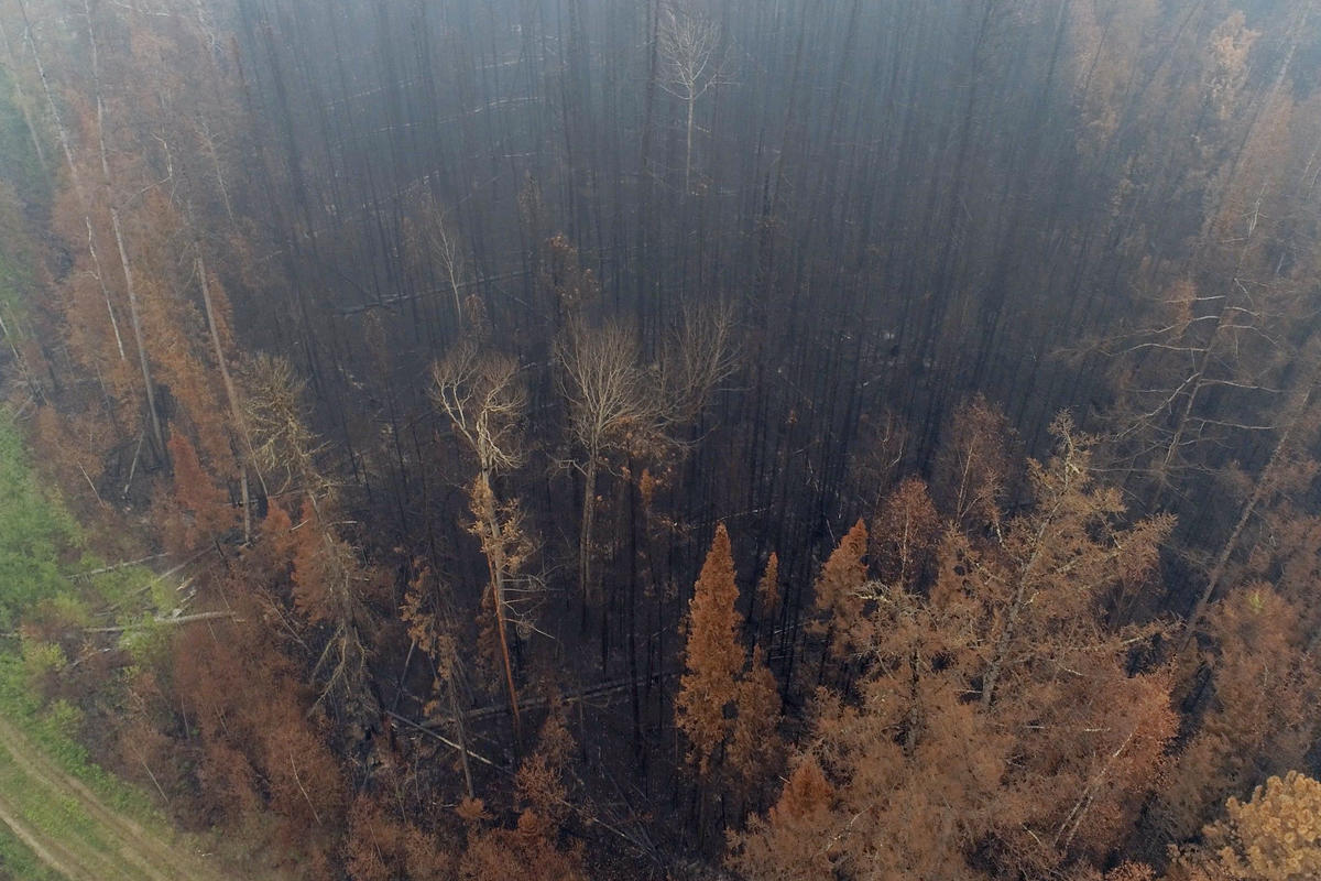 Siberian Forest Fires Aftermath in Russia. © Anton Voronkov / Greenpeace