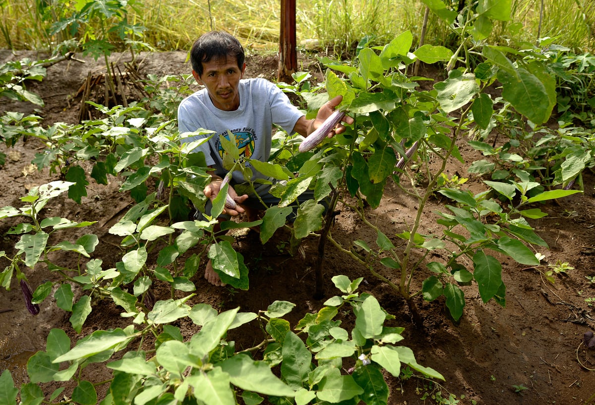 Ecological Agriculture Farm in Sorsogon. © Nathaniel Garcia / Greenpeace