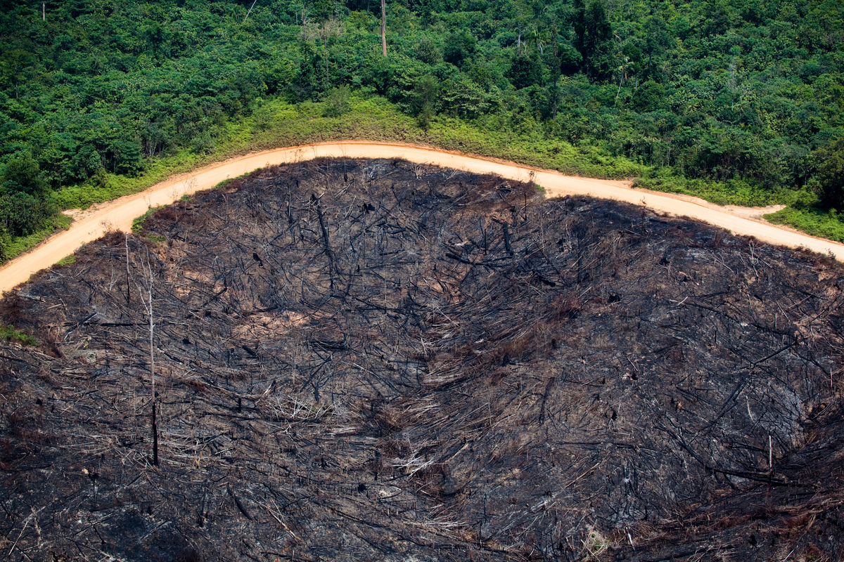 Deforestation in Sumatra. © Daniel Beltrá / Greenpeace