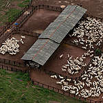 Cattle Ranching in Brazil. © Marizilda Cruppe / EVE / Greenpeace