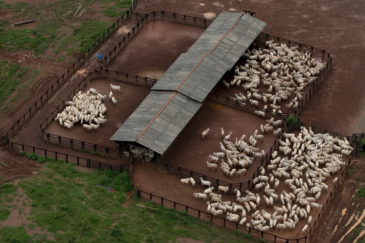 Cattle Ranching in Brazil. © Marizilda Cruppe / EVE / Greenpeace