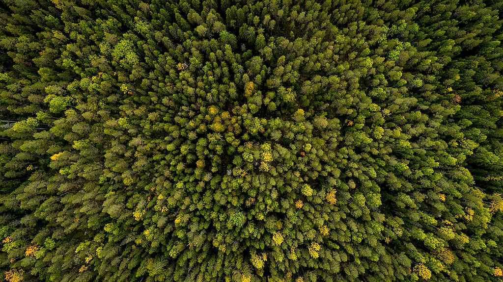 Forest West of Stor-Gravberget in Sweden. © Edward Beskow / Greenpeace Forest West of Stor-Gravberget in Sweden. © Edward Beskow / Greenpeace