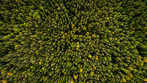 Forest West of Stor-Gravberget in Sweden. © Edward Beskow / Greenpeace