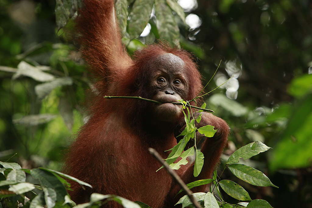 Sumatran Orangutan. © Will Rose / Greenpeace Sumatran Orangutan. © Will Rose / Greenpeace