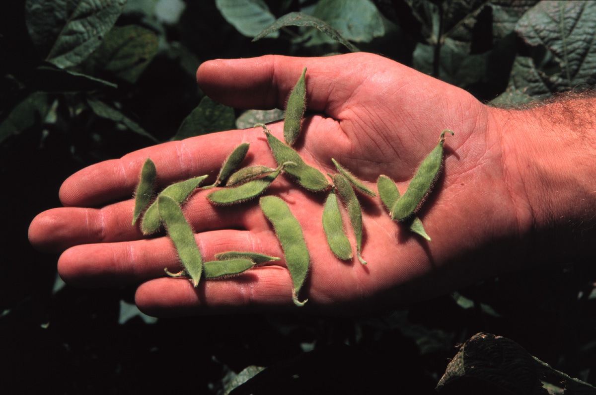 Genetically Engineered Soya Pods. © Gustavo Gilabert / Greenpeace