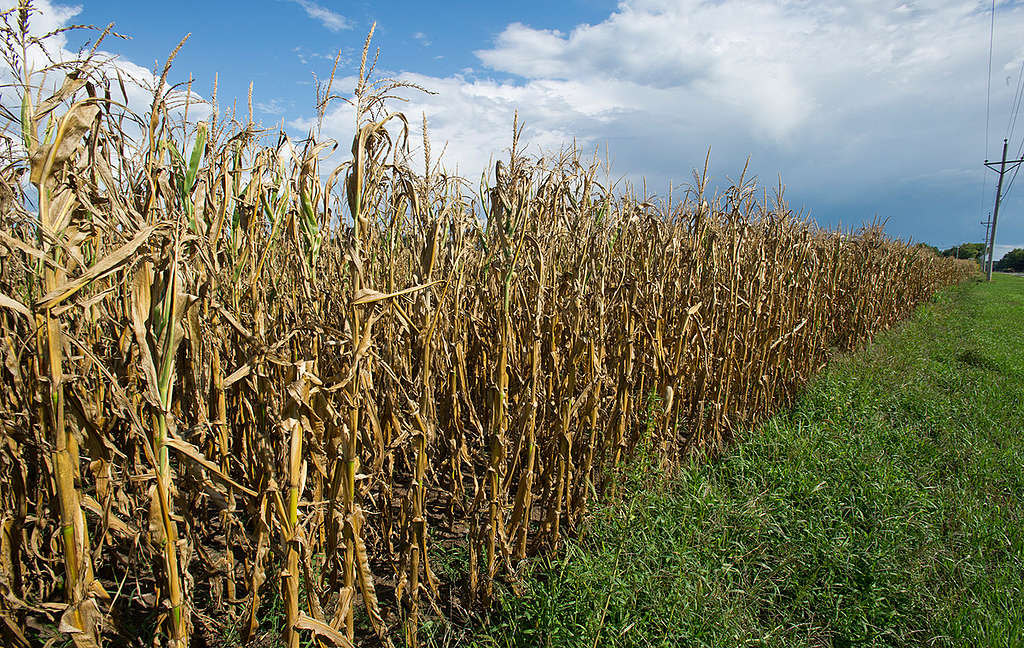 Drought Impacts Iowa Cornfield. © Stephen J. Carrera / Greenpeace