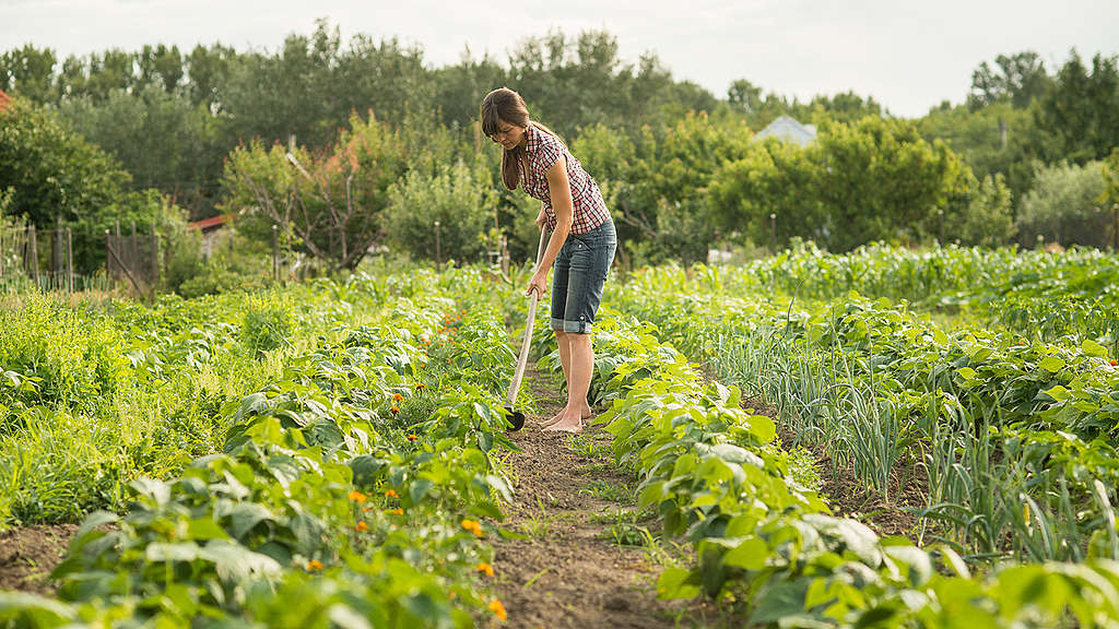 Ecological Farm in Slovakia. © Tomas Halasz / Greenpeace