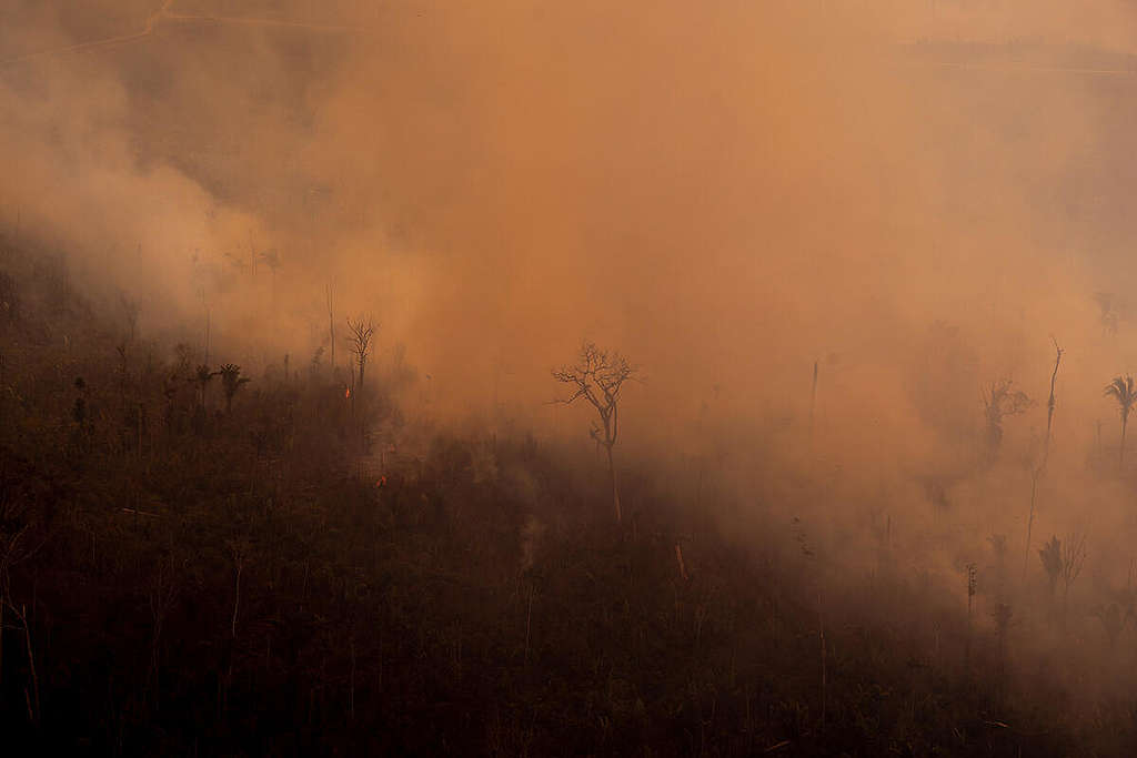 Požár v těžební rezervaci Jaci-Paraná v Porto Velho v brazilském státě Rondonie. Měsíc po vydání prezidentského výnosu, kterým byly zakázány požáry v Amazonii a Pantanalu přelétli Greenpeace nad státy Amazonas a Rondonie, aby ověřili, jak účinné opatření bylo.  © Christian Braga / Greenpeace