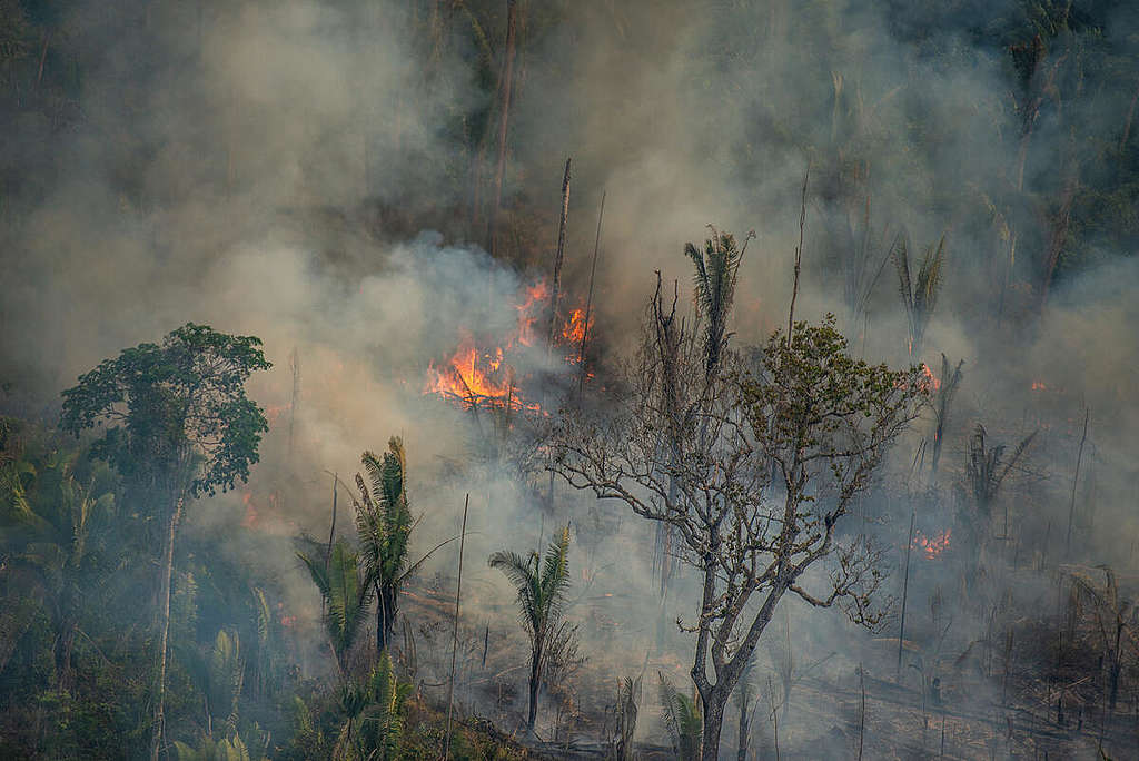 Požár v těžební rezervaci Jaci-Paraná v Porto Velho v brazilském státě Rondonie. Měsíc po vydání prezidentského výnosu, kterým byly zakázány požáry v Amazonii a Pantanalu přelétli Greenpeace nad státy Amazonas a Rondonie, aby ověřili, jak účinné opatření bylo.  © Christian Braga / Greenpeace